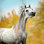 Image result for Arabian Mule