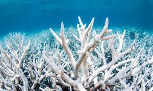 Image result for Coral Bleaching