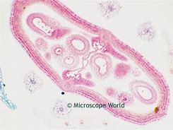 Image result for Grape Seed Oil Under Microscope