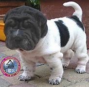 Image result for Shar Pei Basset Mix