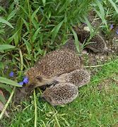 Image result for Baby Hedgehog