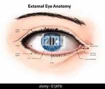 Image result for Lacrimal Papilla