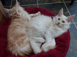 Image result for Cream Maine Coon Cat