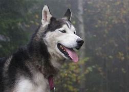 Image result for Husky Service Dog