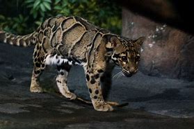 Image result for Borneo Clouded Leopard