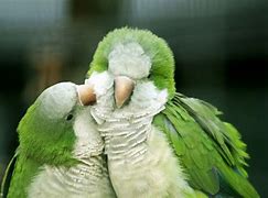 Image result for Parrot Love Birds