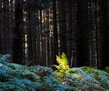 Image result for Lady Fern Up Close