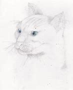 Image result for Cat Shading