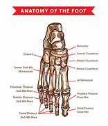 Image result for Phalanges of the Foot Anatomy