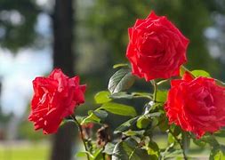 Image result for Huan Rose