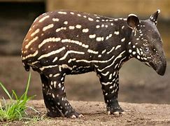 Image result for Wild Tapir