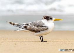 Image result for Tern