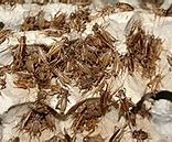 Image result for Insect Farming