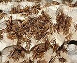 Image result for Industrial Insect Farming