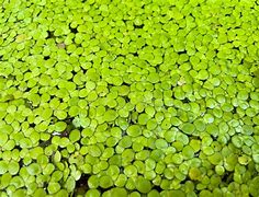 Image result for Duckweed Close Up