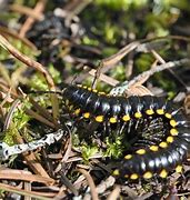 Image result for Millipede Species