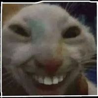 Image result for Cat Meme Face Teeth