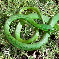 Image result for Aque Green Snake