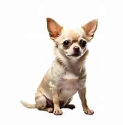 Image result for Chiwawa PNG