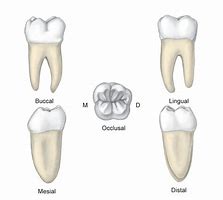 Image result for Mandibular 2nd Pre Molar