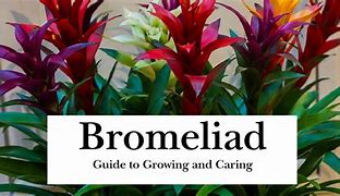 Image result for Bromeliad