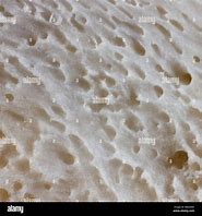 Image result for Bone Cells in Pores