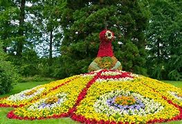 Image result for Mainau Flowers