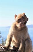 Image result for Macaque Cute