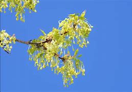 Image result for Sugar Maple Tree Flowers