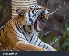 Image result for Tiger Skull Closed Mouth