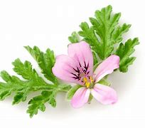 Image result for Geranium Rose Pink