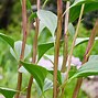 Image result for Island Queen Plantain