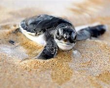 Image result for New School Baby Turtle