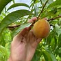 Image result for Aucfan Peach