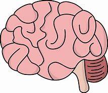 Image result for Brain Cartoon