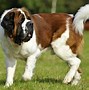 Image result for Giant St. Bernard Dogs