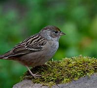 Image result for Backyard Birds Pictures and Names