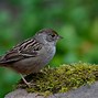 Image result for Backyard Birds Pictures and Names