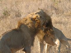 Image result for Lions Fighting Other Animals