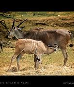 Image result for Prid Cattle