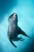 Image result for Leopard Seal Antarctica