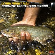 Image result for Ikan Sikang