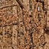 Image result for Realtree Orange Camo