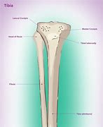 Image result for Tibia Tibial Tuberosity