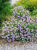 Image result for Aster October Skies