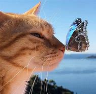 Image result for Cat Ctch Butteerfly