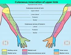 Image result for Upper Extremity Innervation Chart