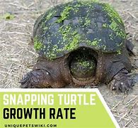 Image result for Crush the Turtle Growth Chart