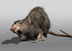 Image result for Gros Rat