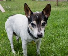 Image result for Rat Terrier Black and Brown